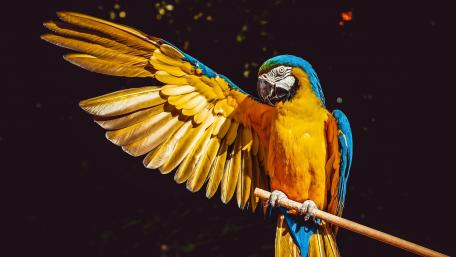 Wallpaper from animal category wallpaper