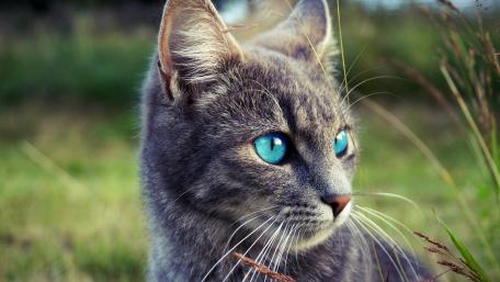 Wallpaper from animal category wallpaper