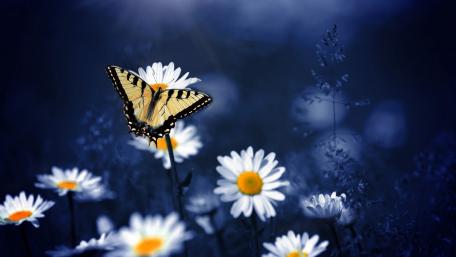 Enchanting Butterfly Among Daisies in Soft Light wallpaper