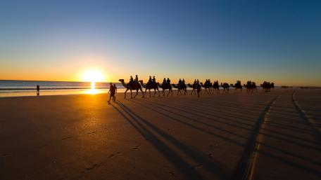 Serene Camel Caravan at Sunset on the Beach wallpaper