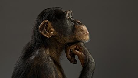 Thoughtful Chimpanzee in Profile wallpaper
