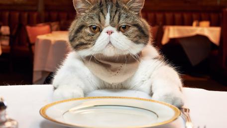 Hungry Cat Awaits Dinner Delight wallpaper