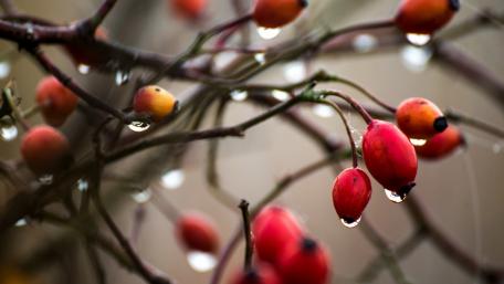 Vivid Berries Glimmering in Rain Droplets wallpaper