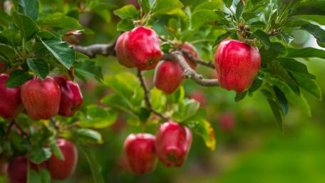 Ripening Red Apples on a Lush Tree wallpaper