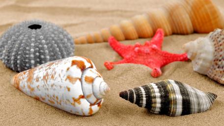 Seashells and Starfish on Sandy Beach wallpaper