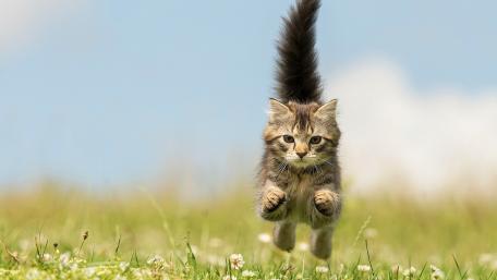 Playful Kitten Leaping Through the Grass wallpaper