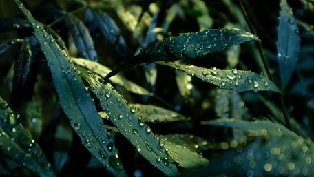 Serene Leafy Elegance Amidst Refreshing Raindrops wallpaper