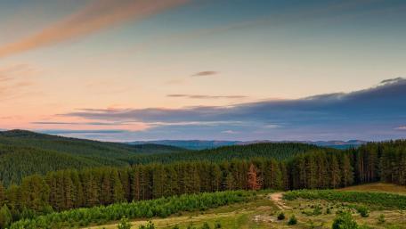 Serene Forest Landscape at Dusk wallpaper