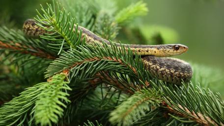 Graceful Serpent Among Pine Branches wallpaper