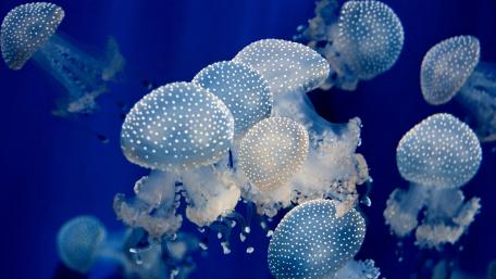 Dreamy Ocean Dance of Jellyfish wallpaper