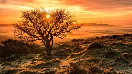 Golden Sunset Over a Lone Tree in Nature wallpaper