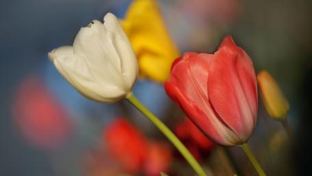 Vibrant Tulips in Blooming Glory wallpaper