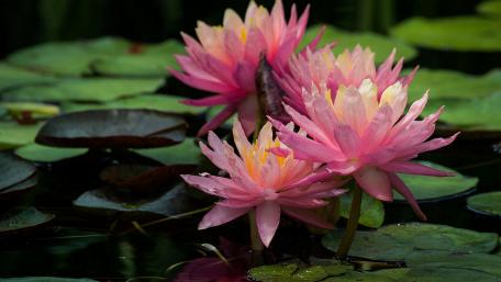 Blossoms of Serenity in Tranquil Waters wallpaper