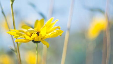 Bright Yellow Flower Amidst Soft Focus Background wallpaper