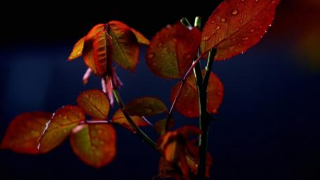 Autumn's Embrace in Nature's Palette wallpaper