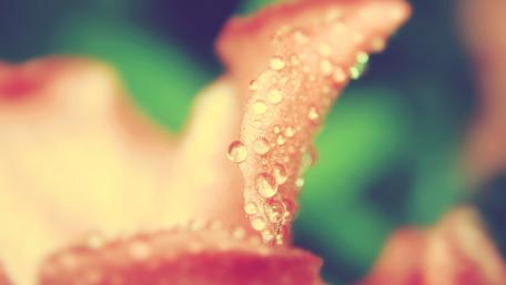 Delicate Petals with Morning Dew wallpaper