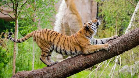 Majestic Tiger Stretching on a Tree Branch wallpaper