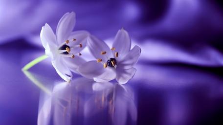 Delicate Purple Blooming Flowers on Silk Surface wallpaper