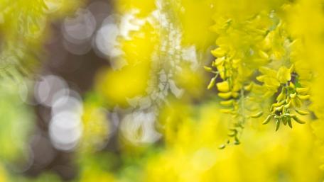 Vibrant Yellow Blossoms in Soft Focus wallpaper