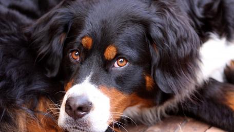 Gentle Eyes of a Bernese Mountain Dog wallpaper