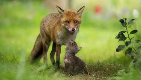 Playful Fox and Its Adorable Kitten wallpaper