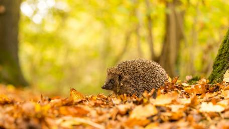 Charming Hedgehog Amidst Autumn Leaves wallpaper