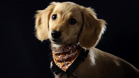 Cute Puppy in a Stylish Bandana wallpaper