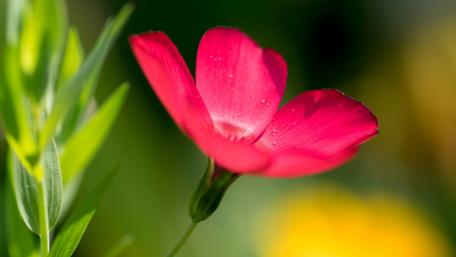 Vibrant Pink Blossom in Nature's Embrace wallpaper