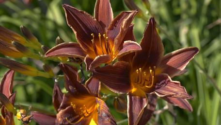 Elegant Purple and Orange Flowers Wallpaper wallpaper