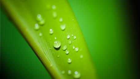 Lush Greenery with Dew Drops wallpaper