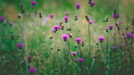 Vibrant Purple Wildflowers in a Green Meadow wallpaper