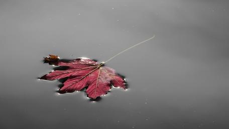 Serene Leaf on Calm Waters wallpaper