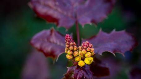 Vibrant Blossoms Amidst Dark Leaves wallpaper