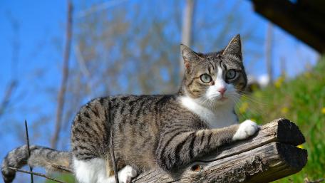 Charming Cat Relaxing in Nature wallpaper