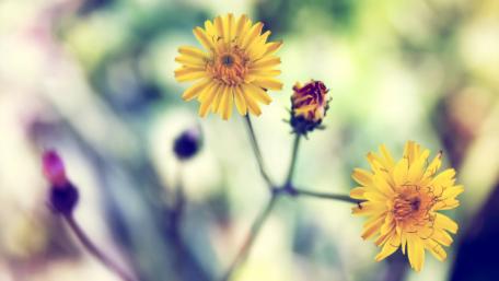 Golden Blossoms in Blooming Beauty wallpaper