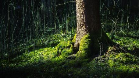 Lush Forest Floor Serenity wallpaper