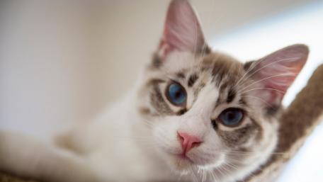 Charming Cat with Striking Blue Eyes wallpaper
