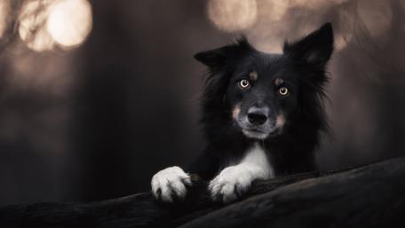 Majestic Canine in Soft Light Shine wallpaper