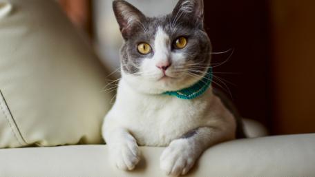 Charming Cat Relaxing on a Couch wallpaper