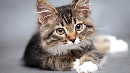 Adorable Kitten with Striking Eyes and Fluffy Fur wallpaper