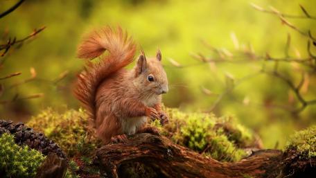 Curious Squirrel in Nature's Embrace wallpaper