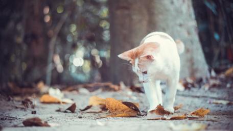 Curious Cat Among Autumn Leaves wallpaper