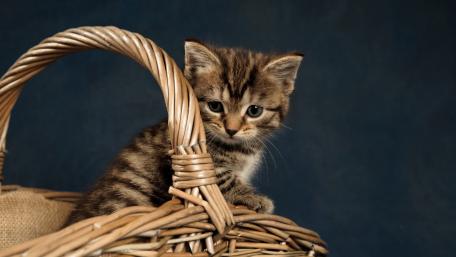 Playful Kitten in a Basket wallpaper