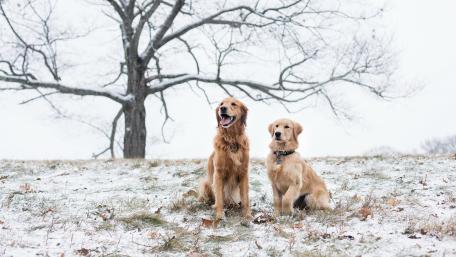 Golden Retrievers Embracing Winter Wonder wallpaper