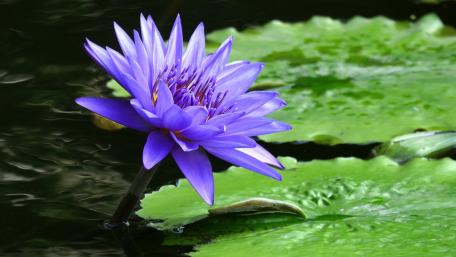 Majestic Purple Water Lily on Serene Pond Surface wallpaper