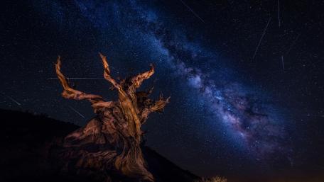 Majestic Night Sky over Ancient Tree wallpaper