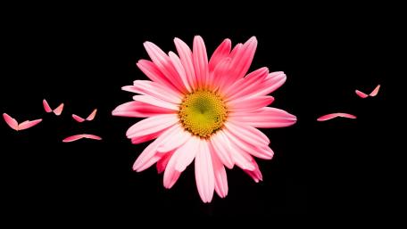 Radiant Pink Daisy on Black Background wallpaper