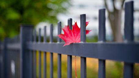 Vibrant Red Leaf on Iron Fence wallpaper
