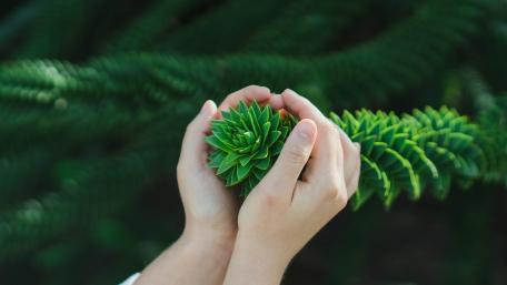 Embracing Nature’s Greenery wallpaper