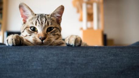 Curious Cat Peeking Over the Couch wallpaper